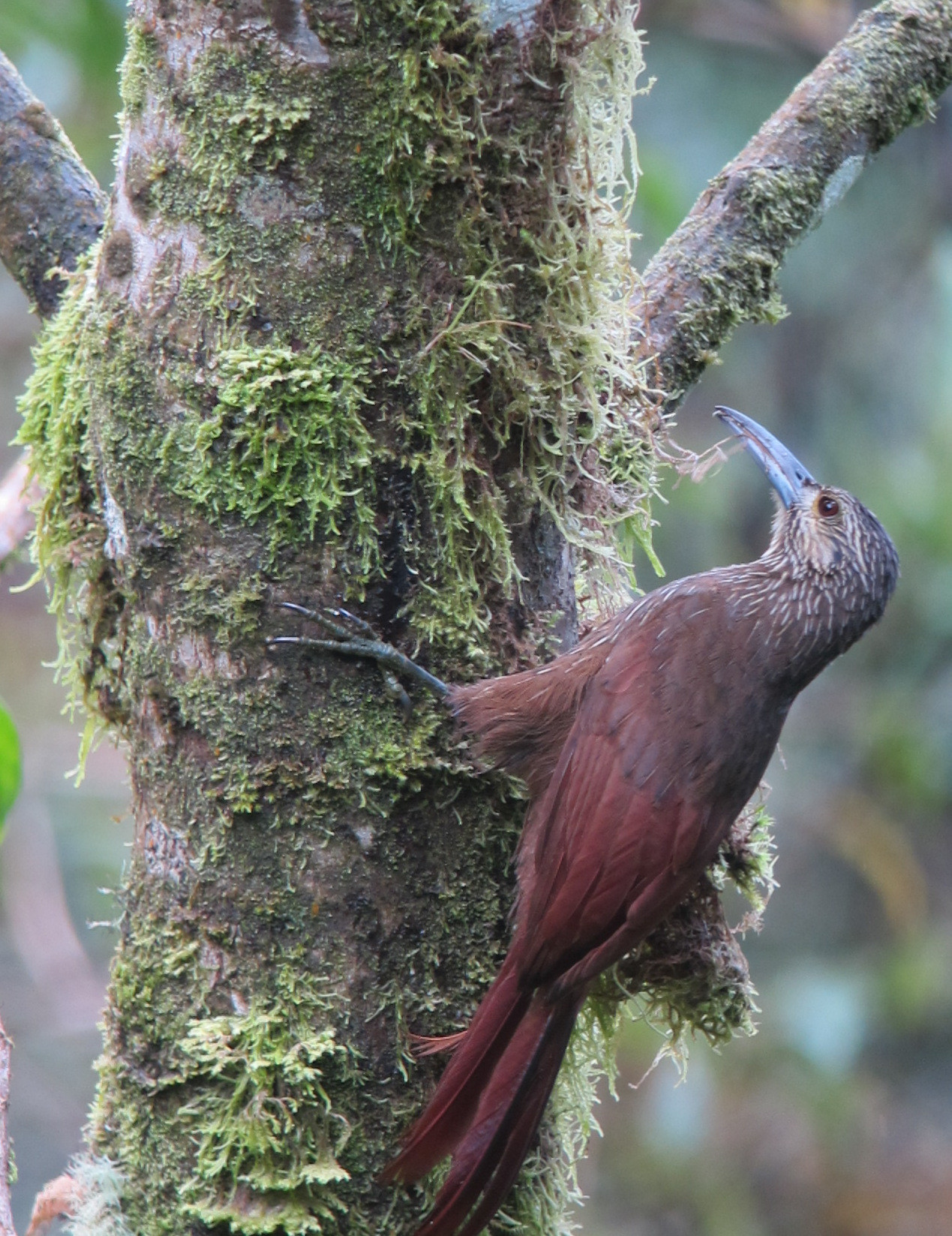 image Strong-billed Woodcreeper
